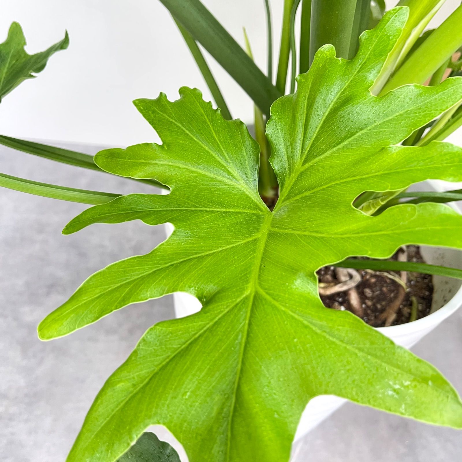 フィロデンドロン セローム 根上がり 8 現品 観葉植物 室内 特大 10号 WWW_GEBZETESISAT_COM_TR