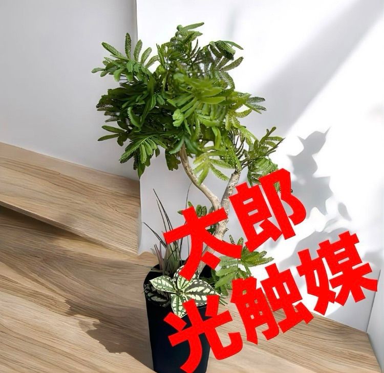 光触媒　人工観葉植物　ウォールグリーン　フェイクグリーン　ドラセナゴルジリネ15 光触媒人工観葉植物ウォールグリーンフェイクグリーンドラセナゴルジリネ15