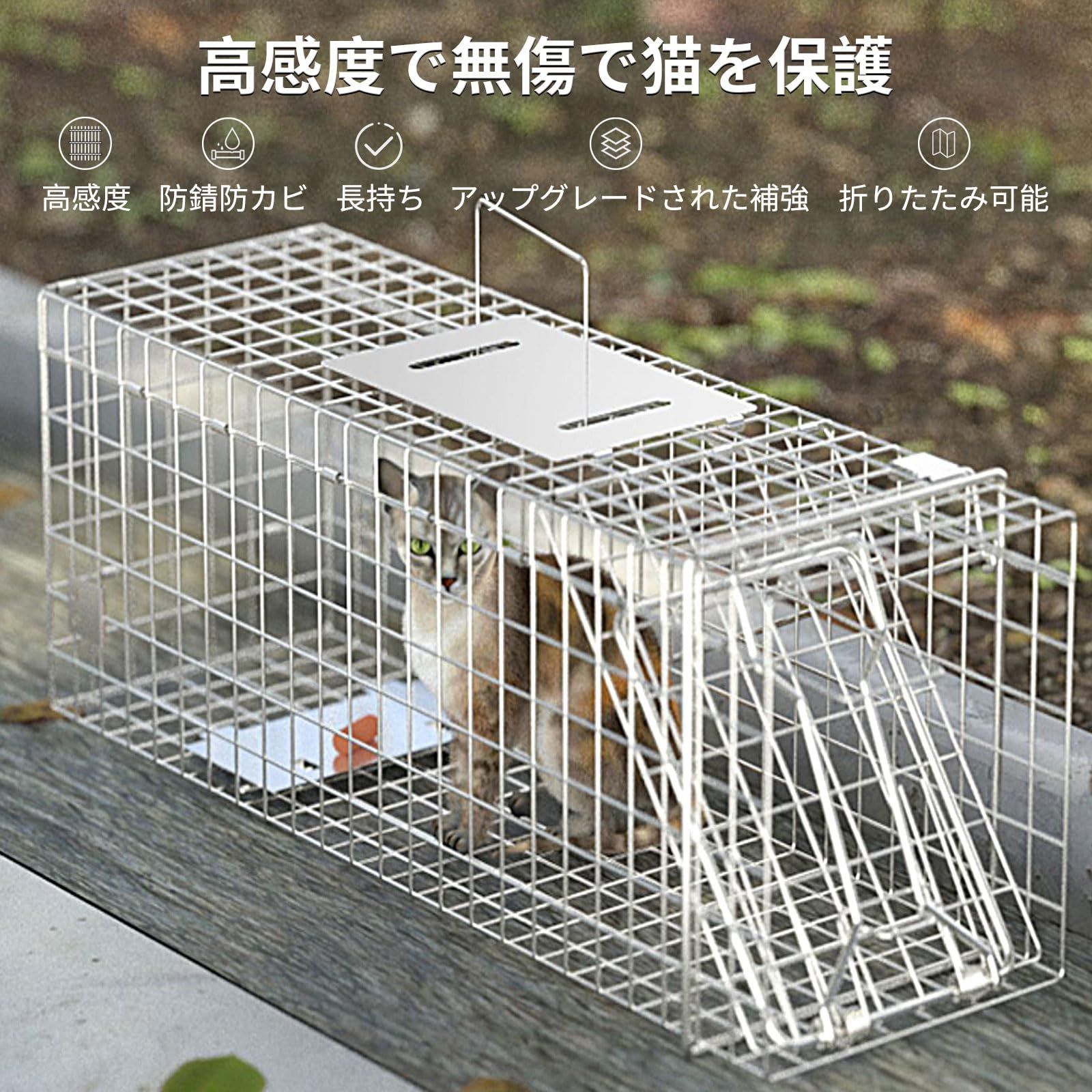 野良猫