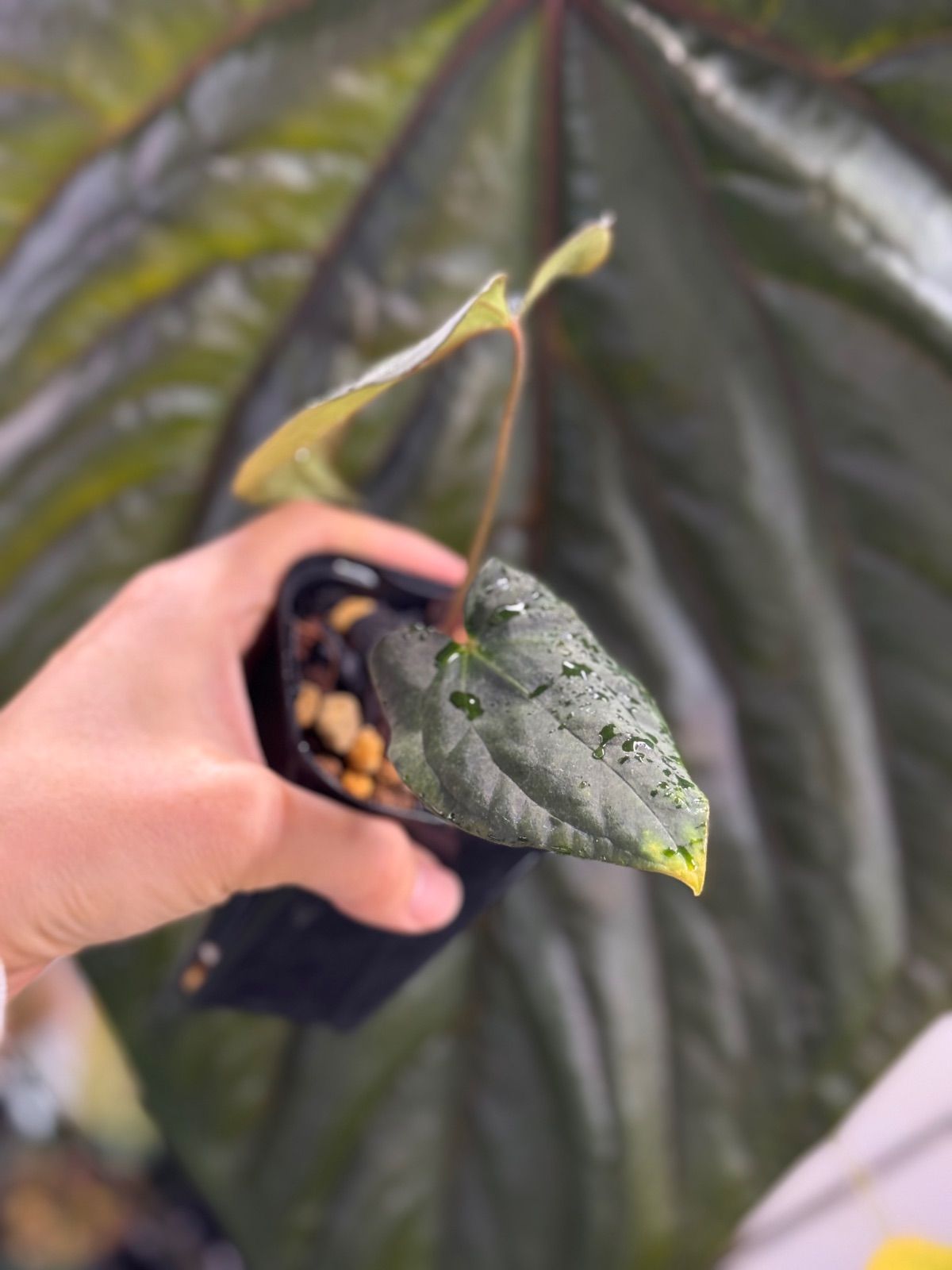 Anthuroom】Anthurium antolakii (Scott Cohen) unnumbered self