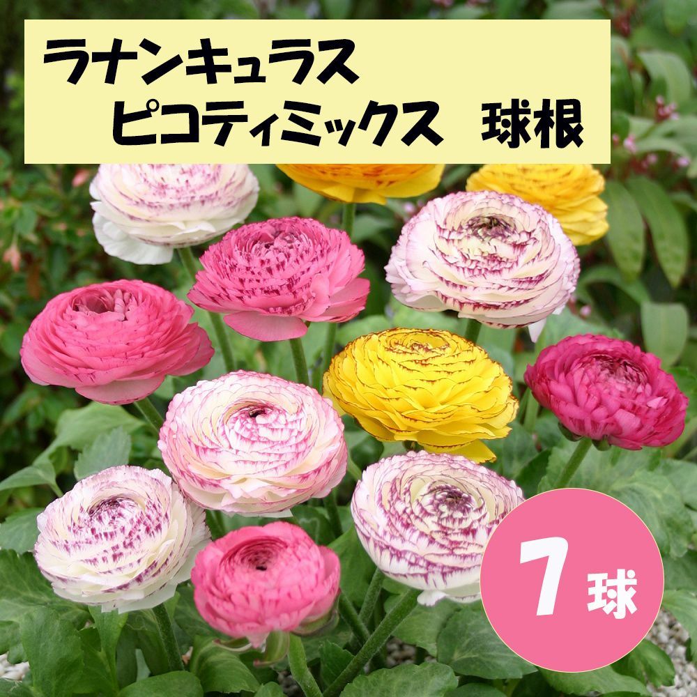 New】ラナンキュラス ピコティミックス 球根 7球 - メルカリ