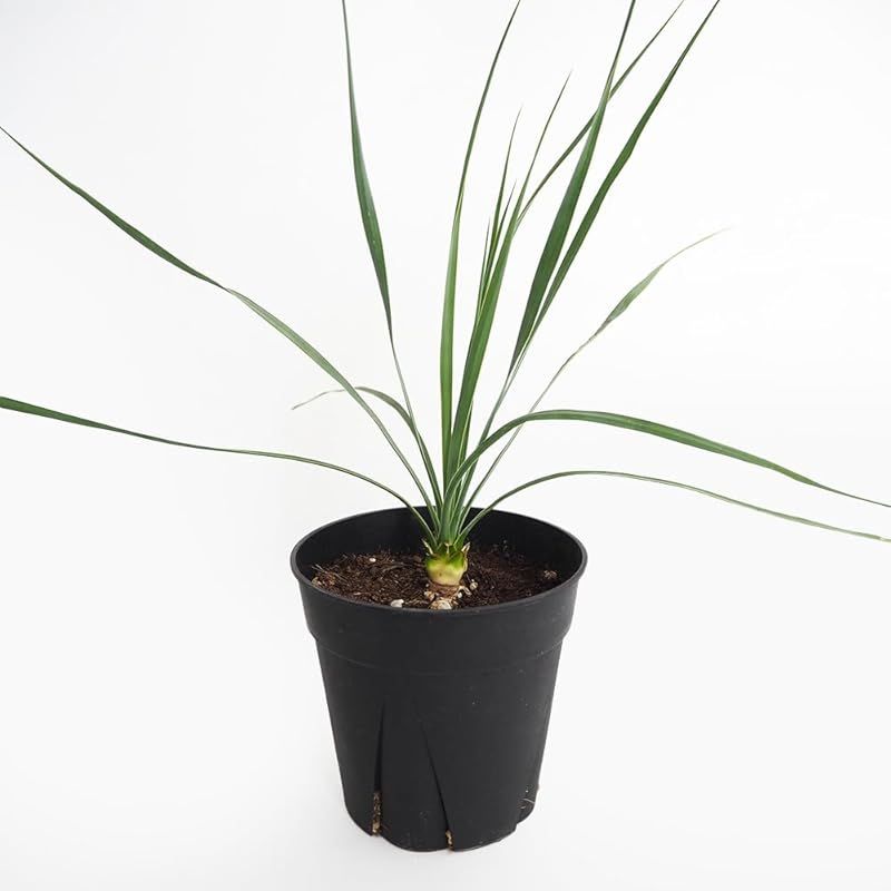 ＩＴＡＮＳＥ ユッカ ロストラータ サファイア スカイズ 5号 1個売り 観葉植物 多肉植物 学名 Yucca rostrata Sapphire Skies 英名 beaked yucca ロストラータの青みが濃い個体を選抜した品種 放射状に広がる