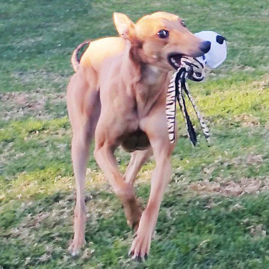 KONG　ウァバ　フロッピーイヤー　Ｌサイズ　中型・大型犬向け　犬オモチャ