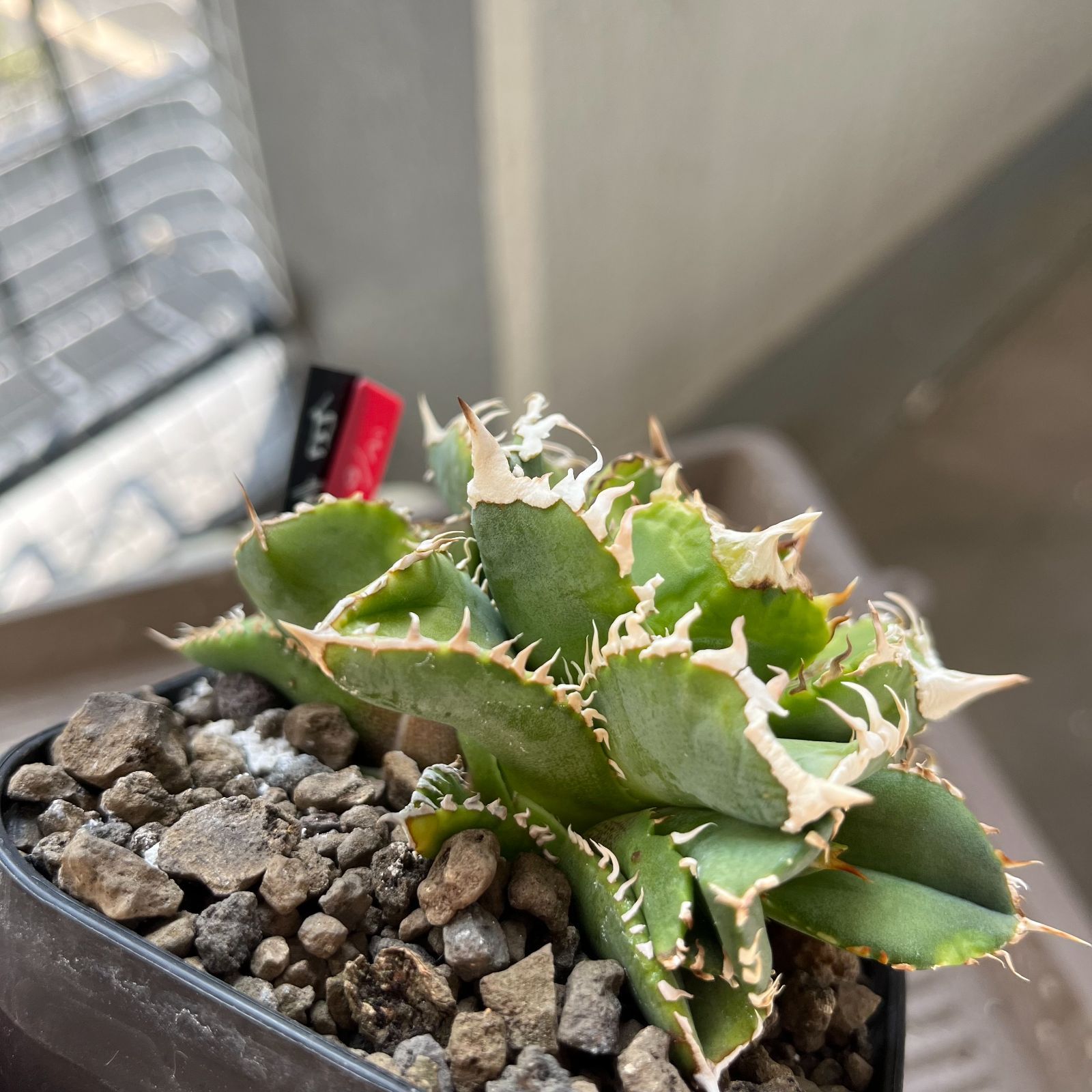 ☆発根済み☆ ②アガベ チタノタ 白豪刺 子株 （Agave titanota