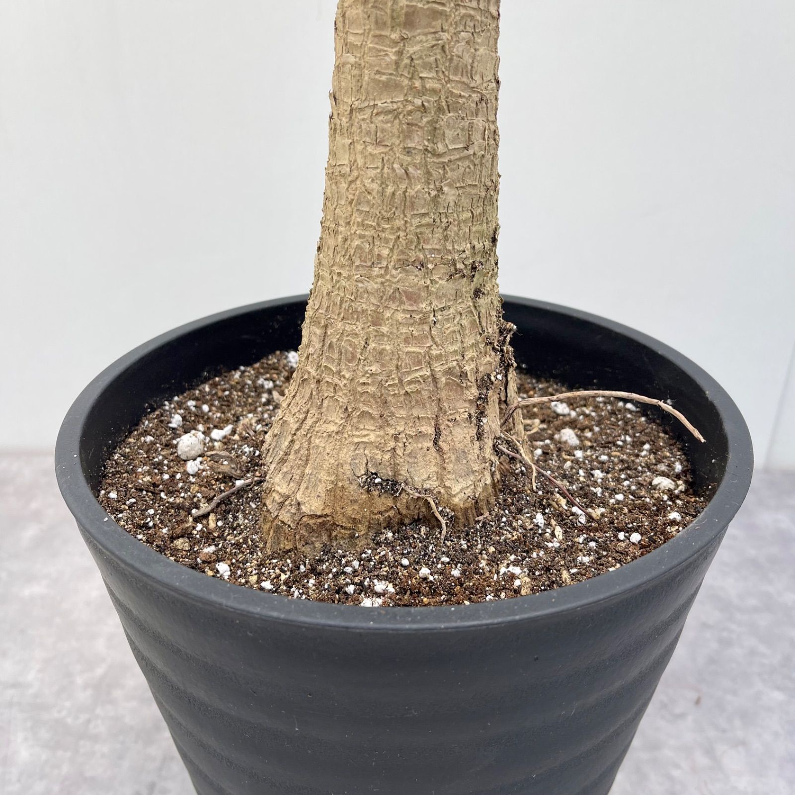 ユッカ エレファンティペス 斑入り 1【現品】☆希少☆ 観葉植物 - メルカリ