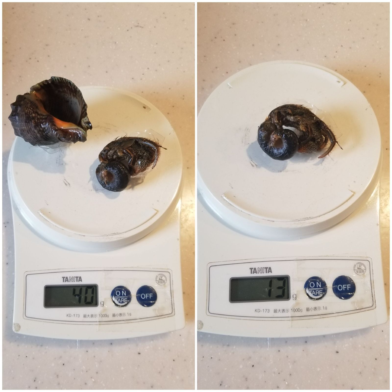 【送料無料】冷凍ヤドカリ60個(殻付き)　石鯛　黒鯛　釣り餌　カメノテ付き 冷凍ヤドカリ60個(殻付き) 石鯛 黒鯛 釣り餌 カメノテ付き