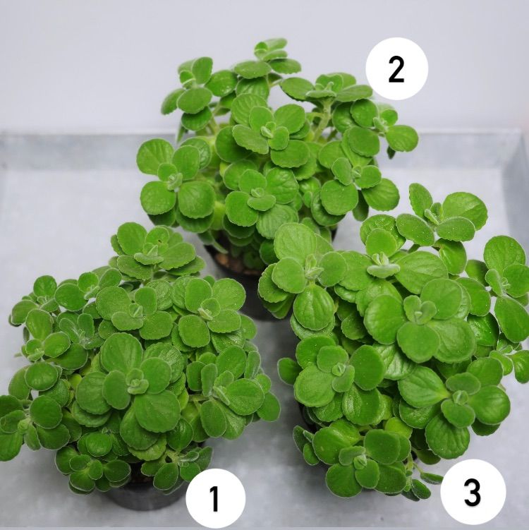 アロマティカス ポットごと発送！A 多肉植物/ハーブ - メルカリ