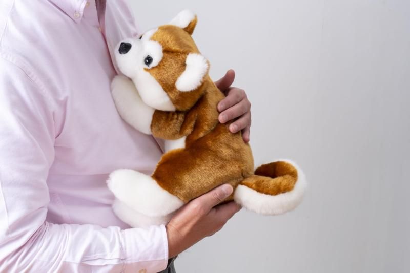 秋田犬 HACHI