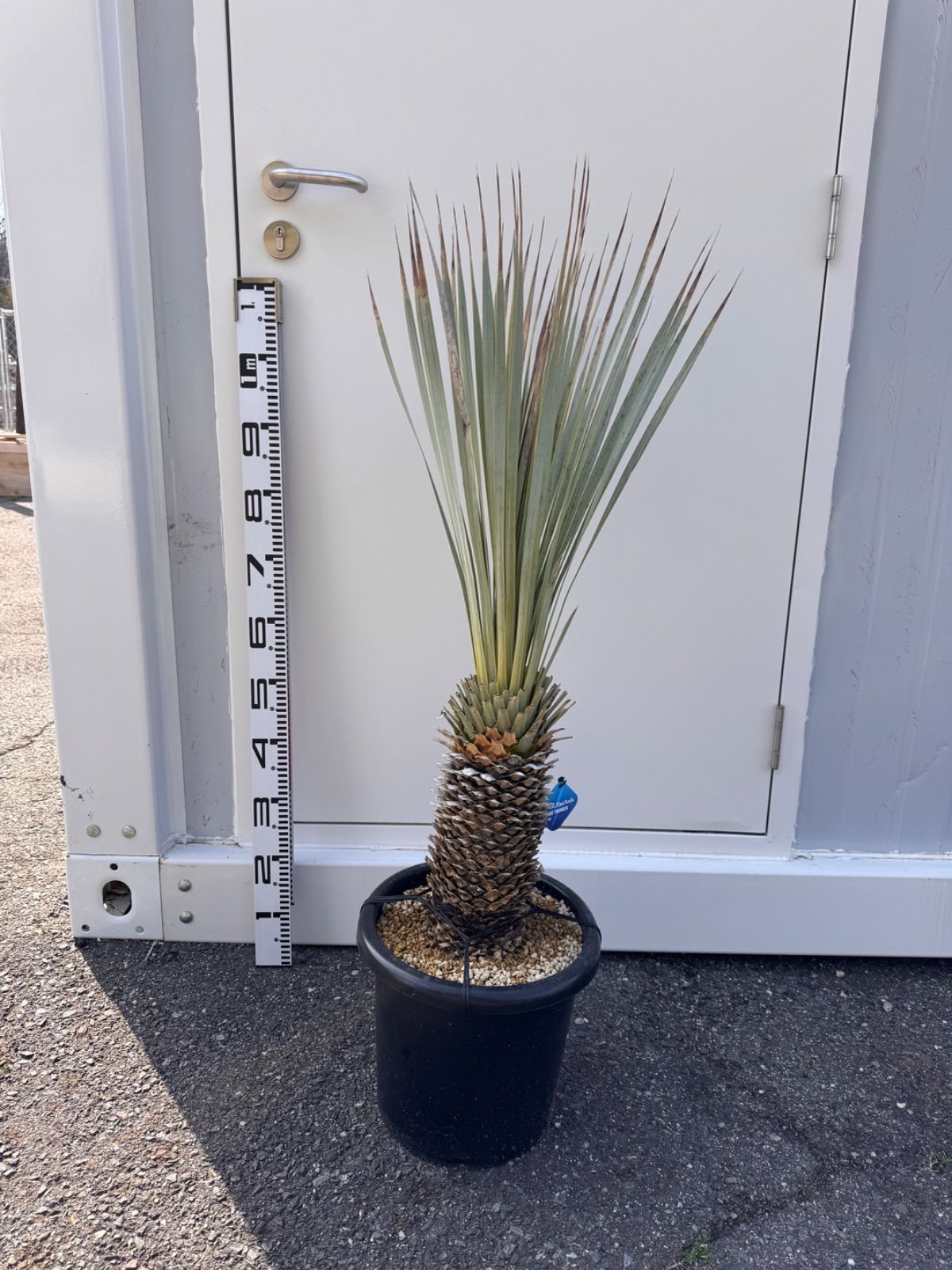 ユッカ ロフトラータ 特選 分頭 トリプルヘッド マルデヌベス ブルー