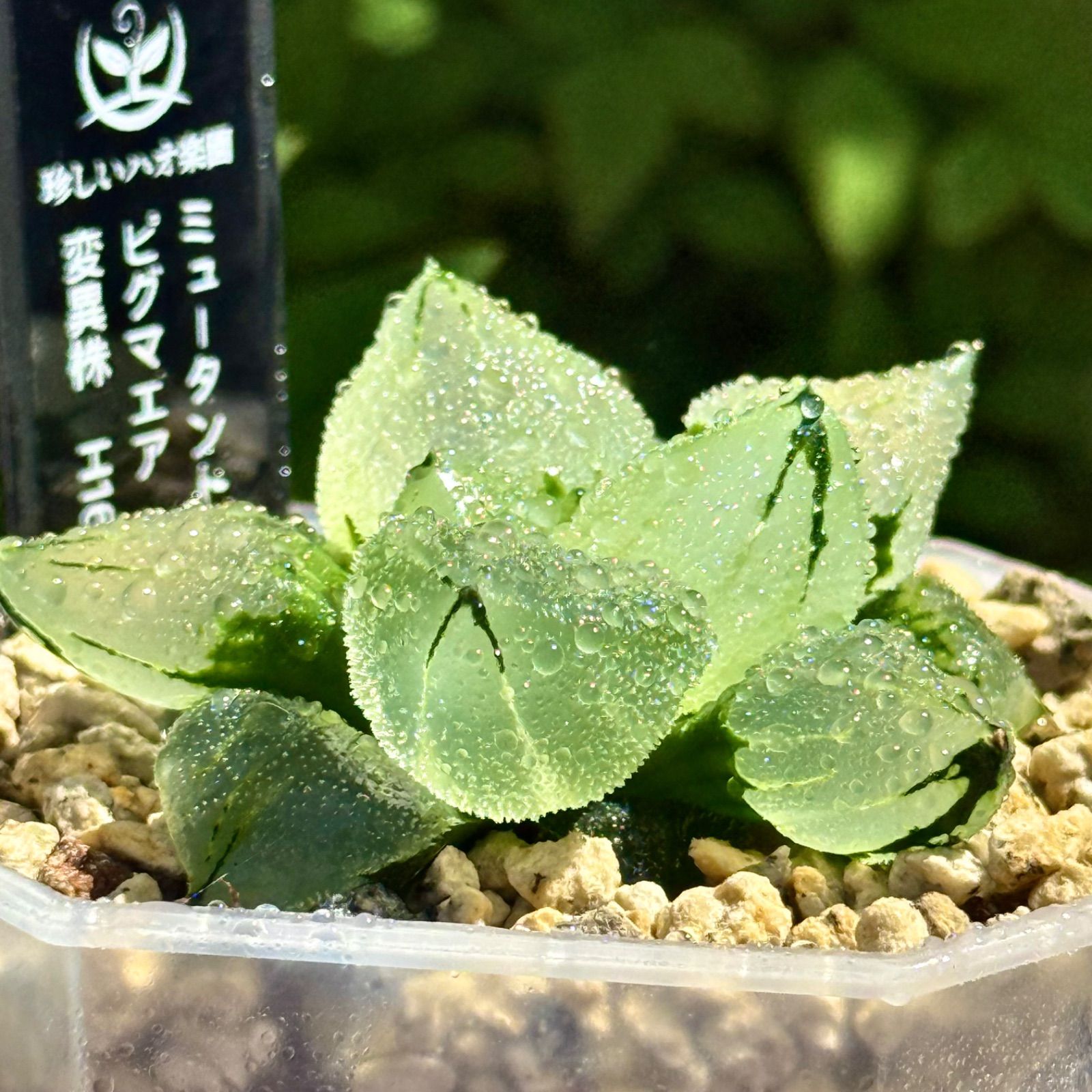 多肉植物 ハオルチア ピグマエアミュータント(変異株)