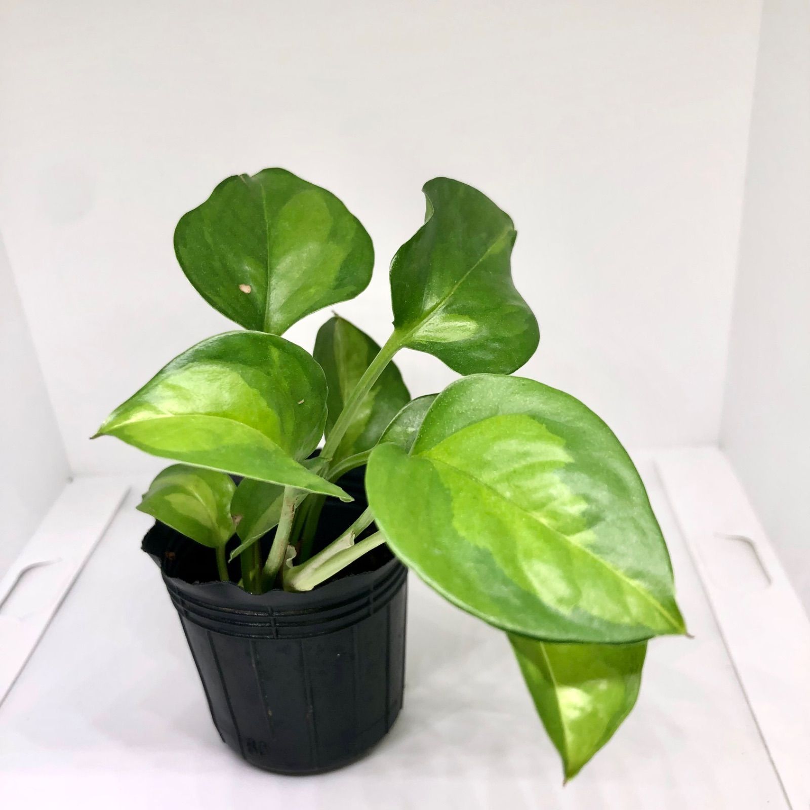 ポトス様 ポトスグローバル まるごと全部 抜き苗 【公式通販】