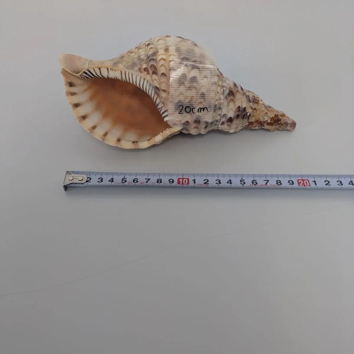 法螺貝　大きいホラ貝　美品 法螺貝 ホラ貝 ほら貝 美品 約26cm IT - メルカリ