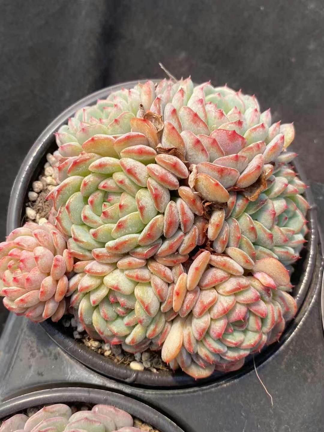 好きに 抜き苗 多肉植物 ふっくら MY215×15株 ホワイトプクプク群 その他多肉植物