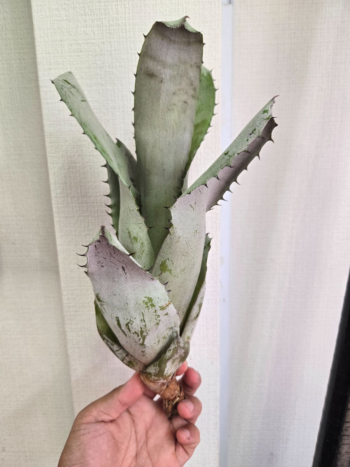 bromeria フラワー・ガーデニング Billbergia Solsa ② 子株付き