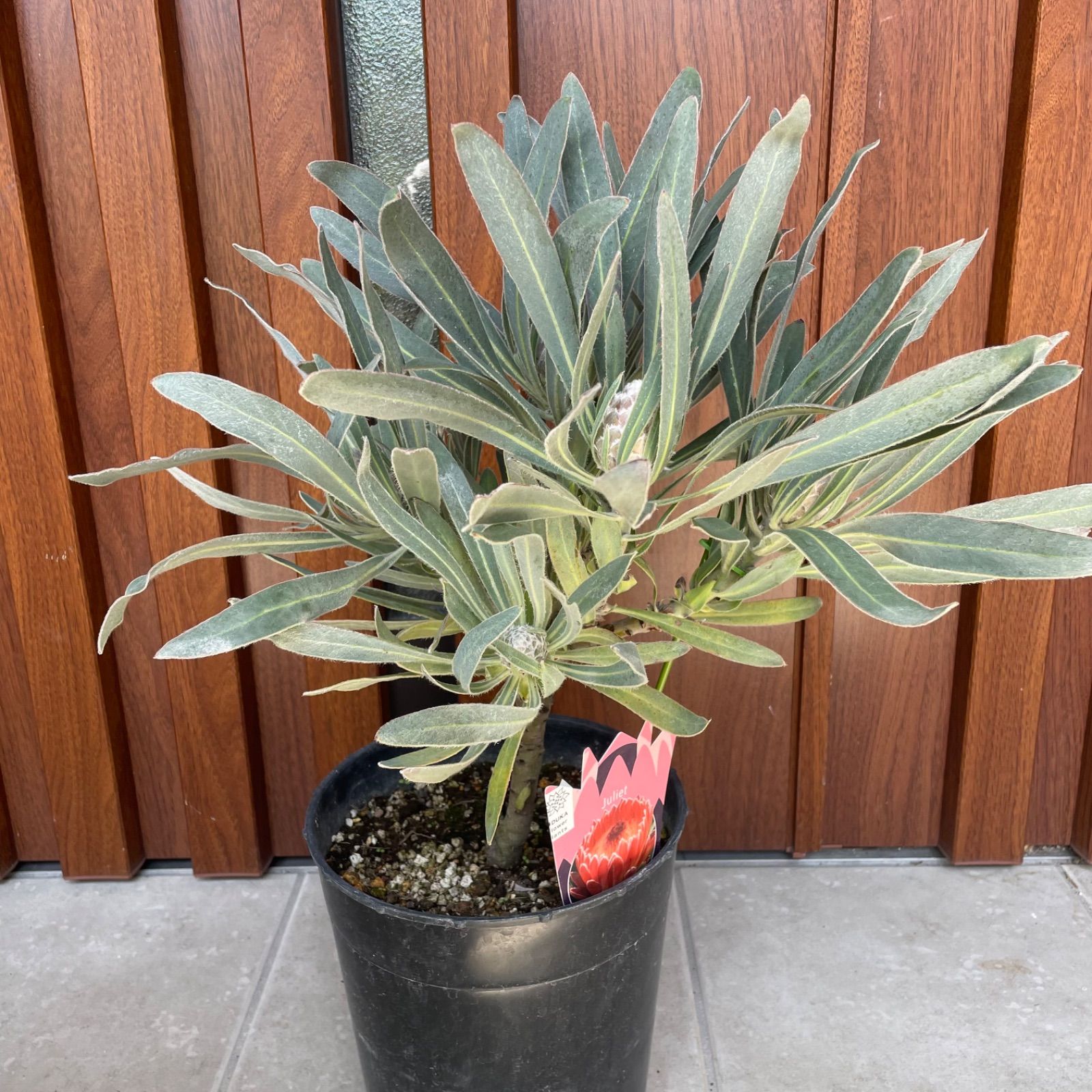 プロテア ジュリエット 7号 6F ザ・ファームセレクト]プロテア