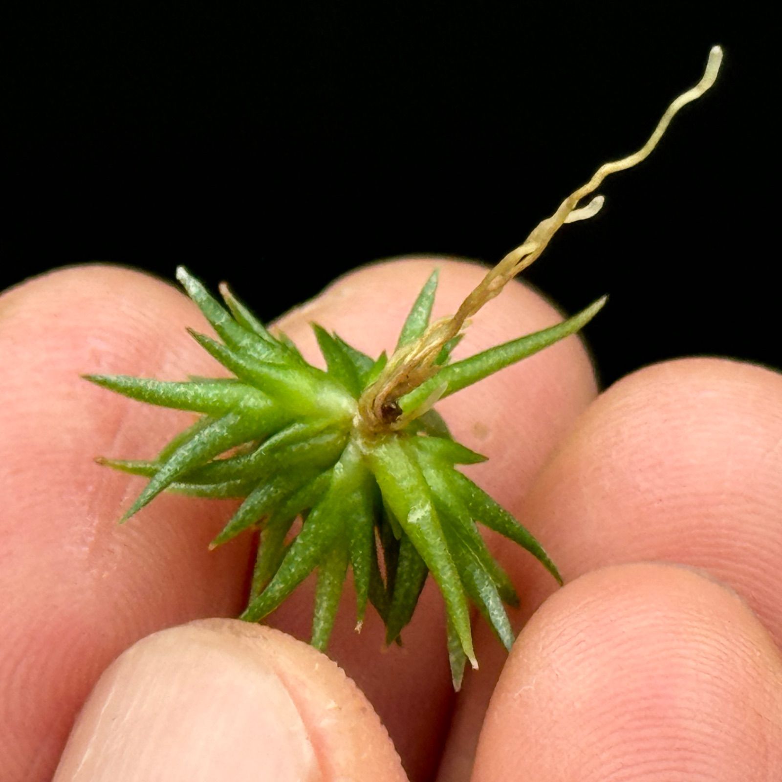 ◆ チランジア　アエラントス　テディベア　特大サイズ 84 アエラントス テディベア 48号 | air-plants TENGU-DO
