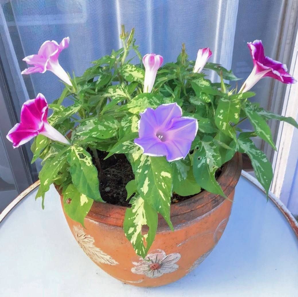 お花の種】つるなし朝顔☆カラフルミックス 種子 約10粒！ - メルカリ