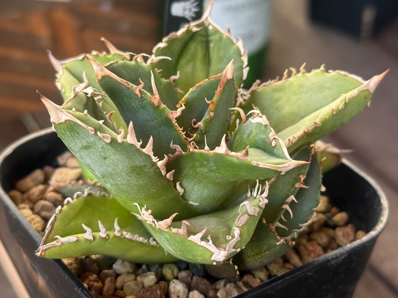 アガベ　チタノタ　CJ-11 子株① 未発根（検索　皇冠 / king） アガベ チタノタ CJ-11 子株① 未発根（検索 皇冠 / king