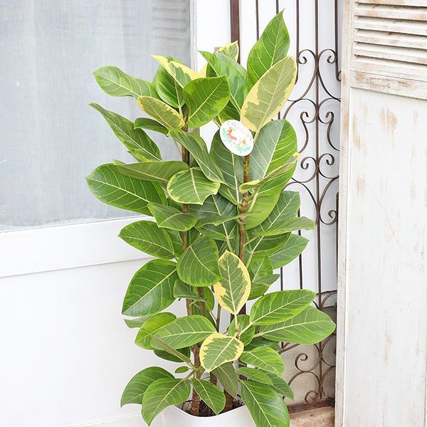 現品］3番 フィカス アルテシマ 8号 観葉植物 室内 大型 ゴムの木