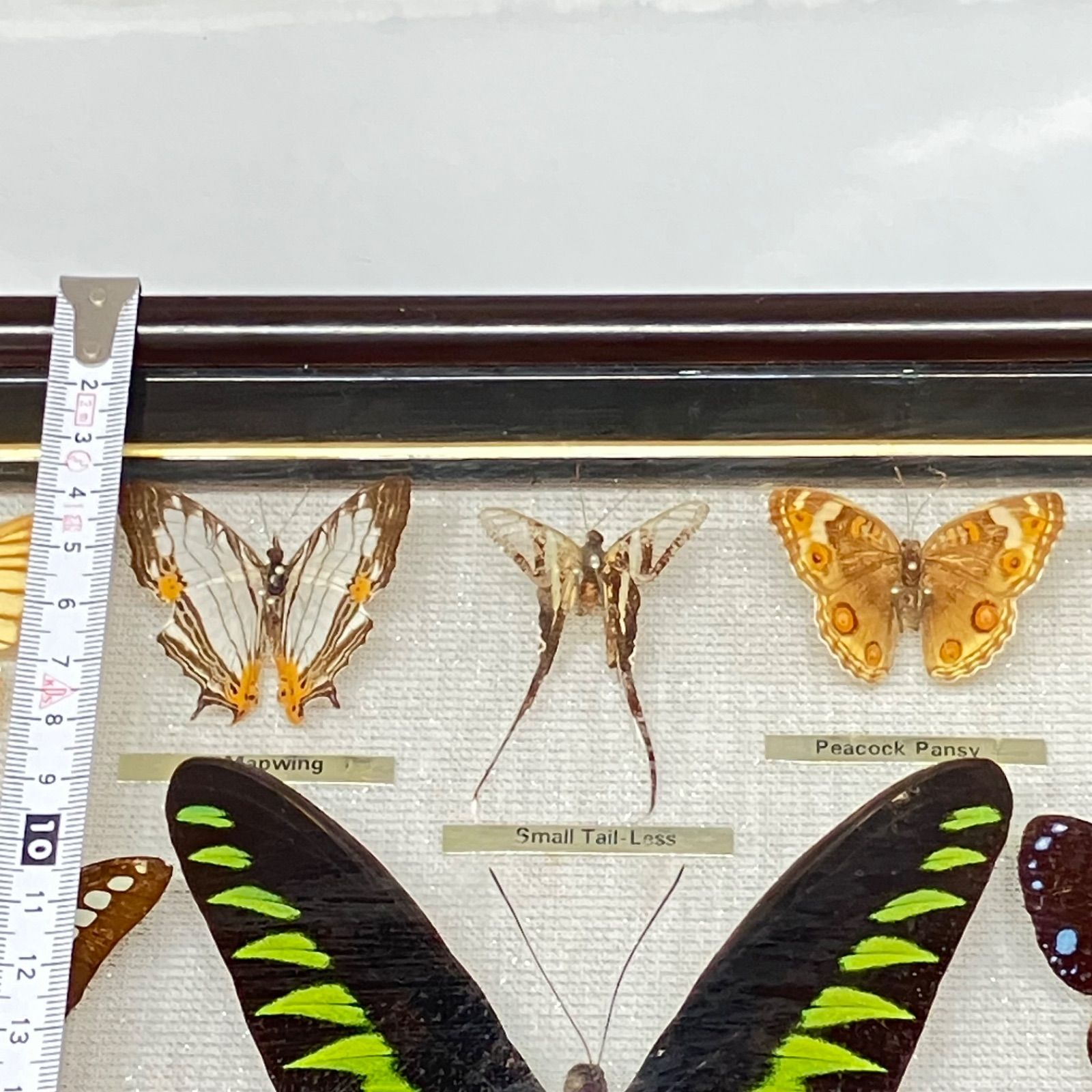 13種標本 アカエトリバネアゲハ