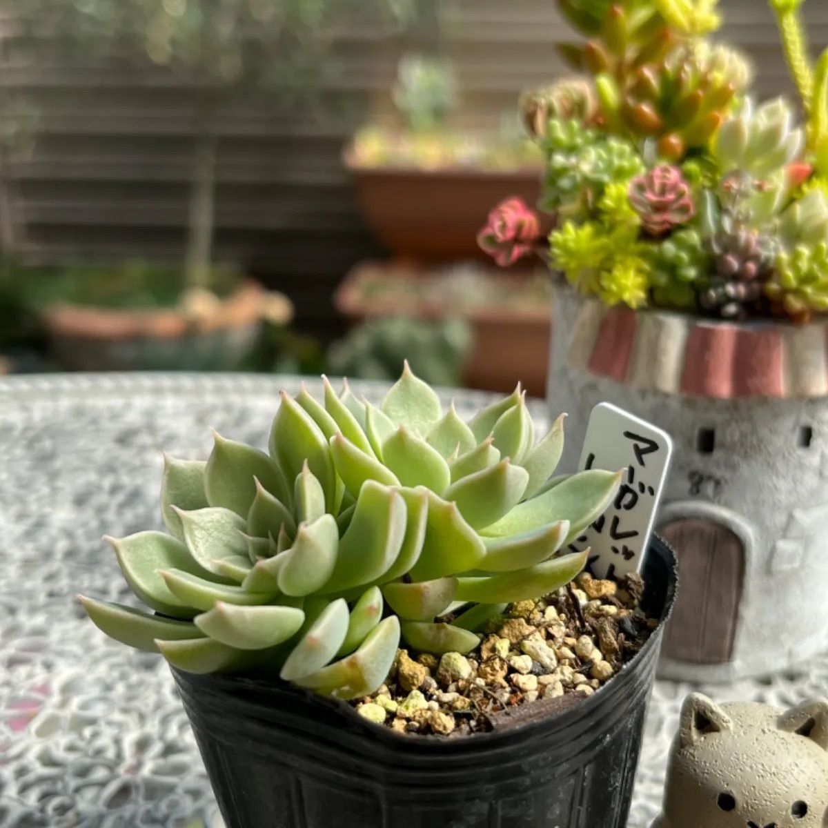 多肉植物 マーガレットレッピン 小苗セット 多肉植物 マーガレットレッピン 小苗セット 【公式通販】