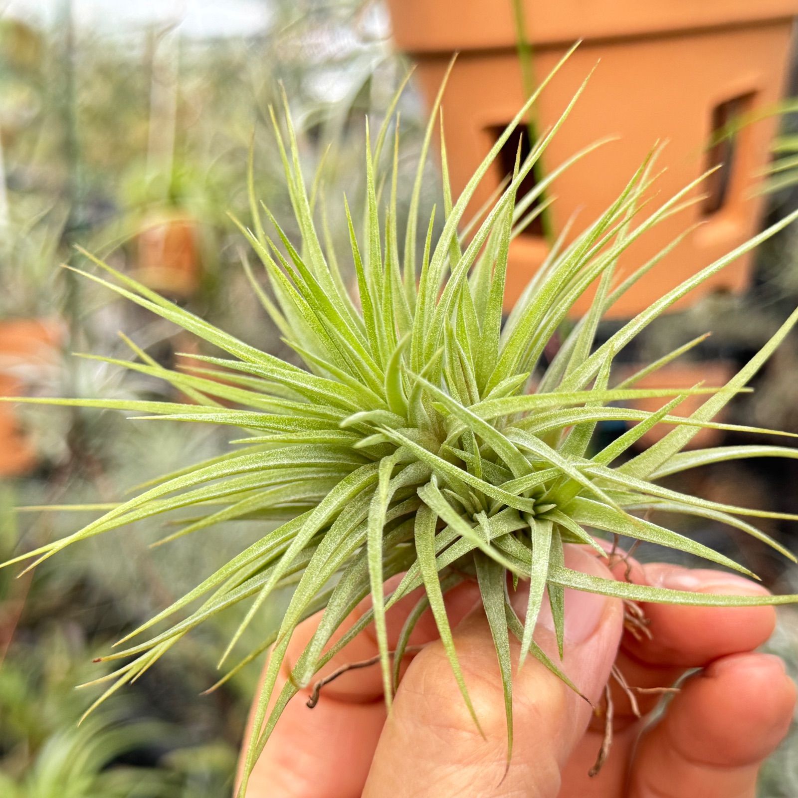 チランジア Fat Boy Tillandsia Fat Boy