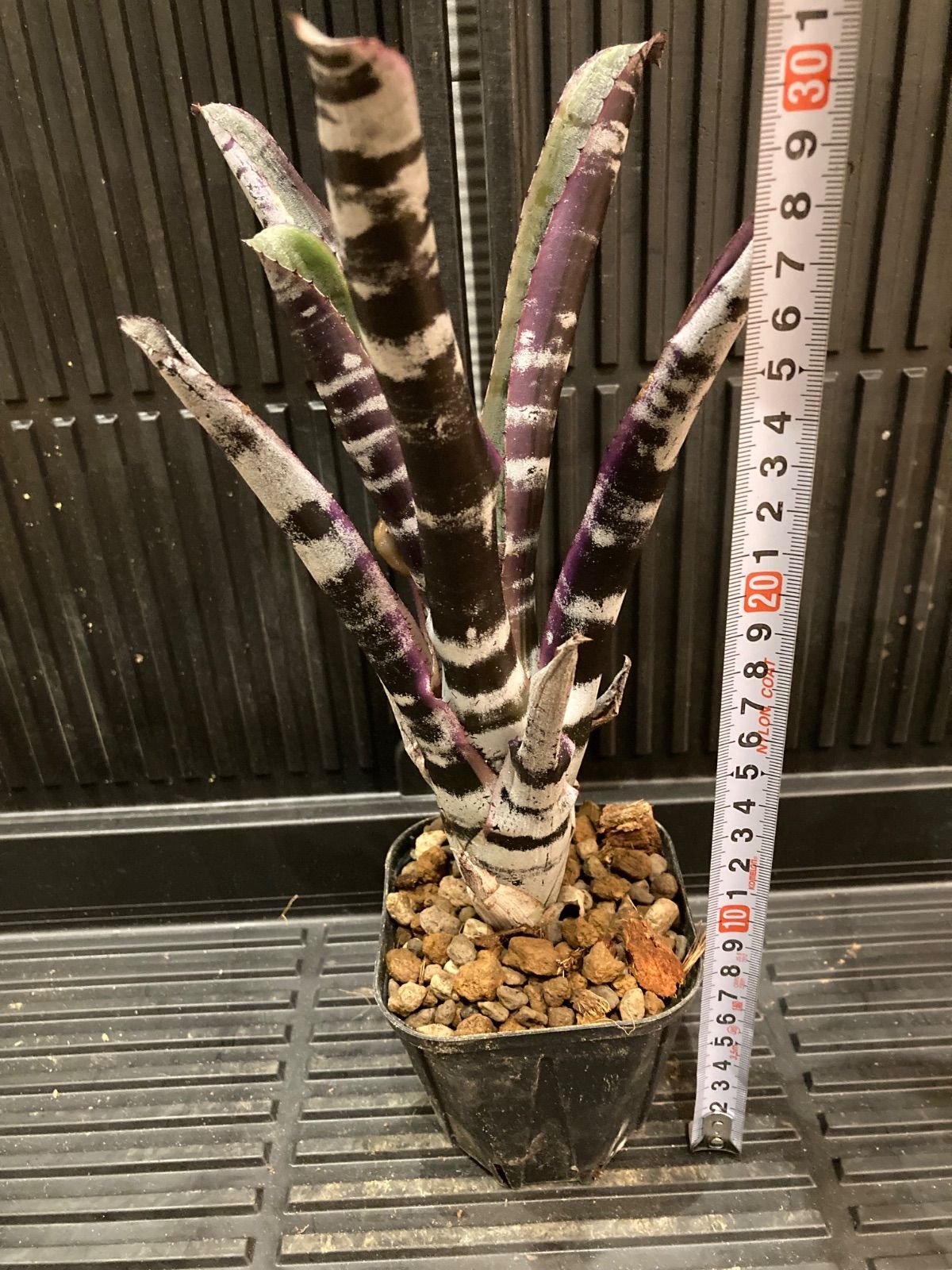 エクメア Aechmea Otto 送料無料】Aechmea 'Otto' 〔エクメア