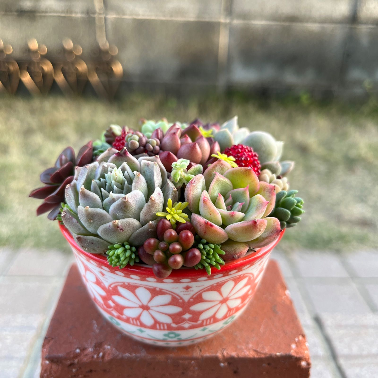 多肉植物の寄せ植え♡春色陶器のちまちま寄せ♡そのまま飾れる-