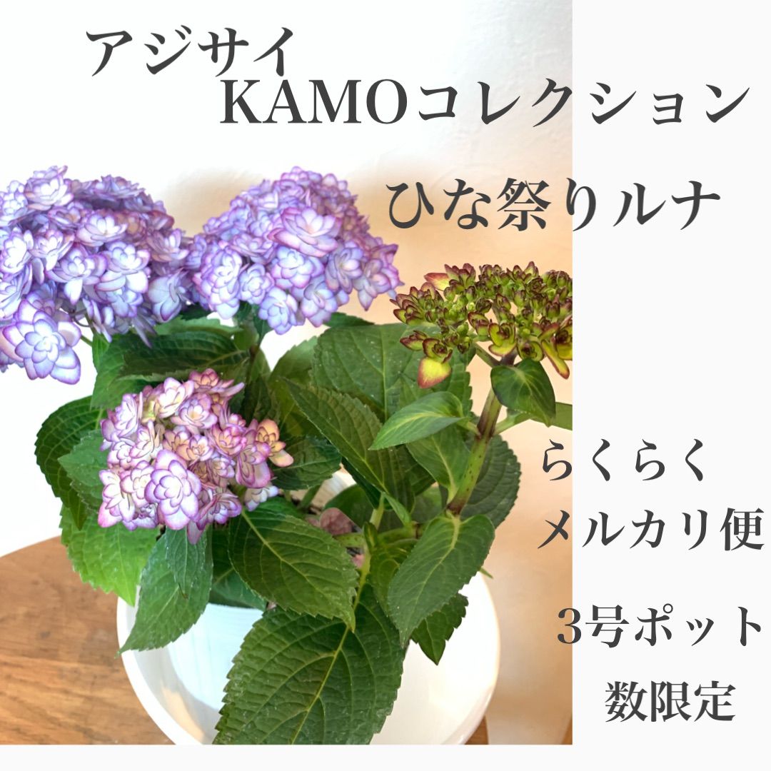 母の日アジサイ　紫陽花　KAMOコレクション　ひな祭りルナ　ブルー　★ポット発送　★らくらくメルカリ便　★数限定！