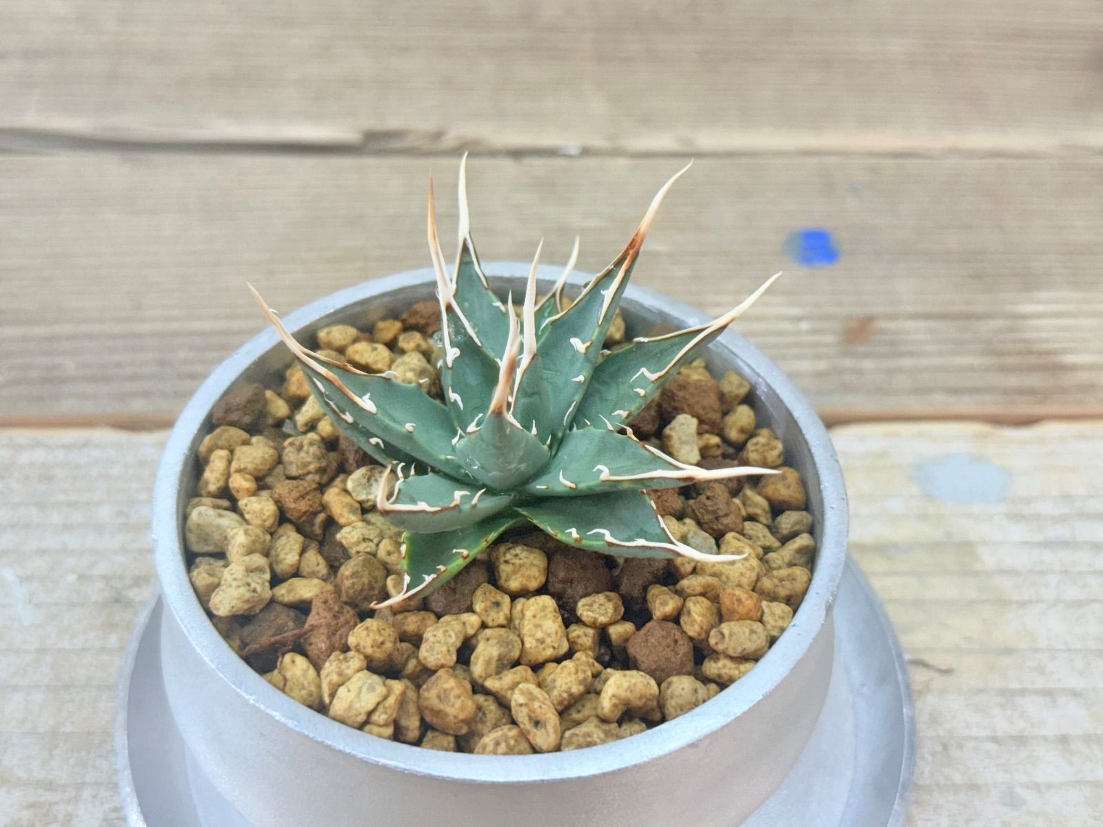 発根済　ユタエンシス エボリスピナ 現地球 陽炎 蕾型 アガベ ユタエンシス エボリスピナ 現地球 発根済み 陽炎 - メルカリ