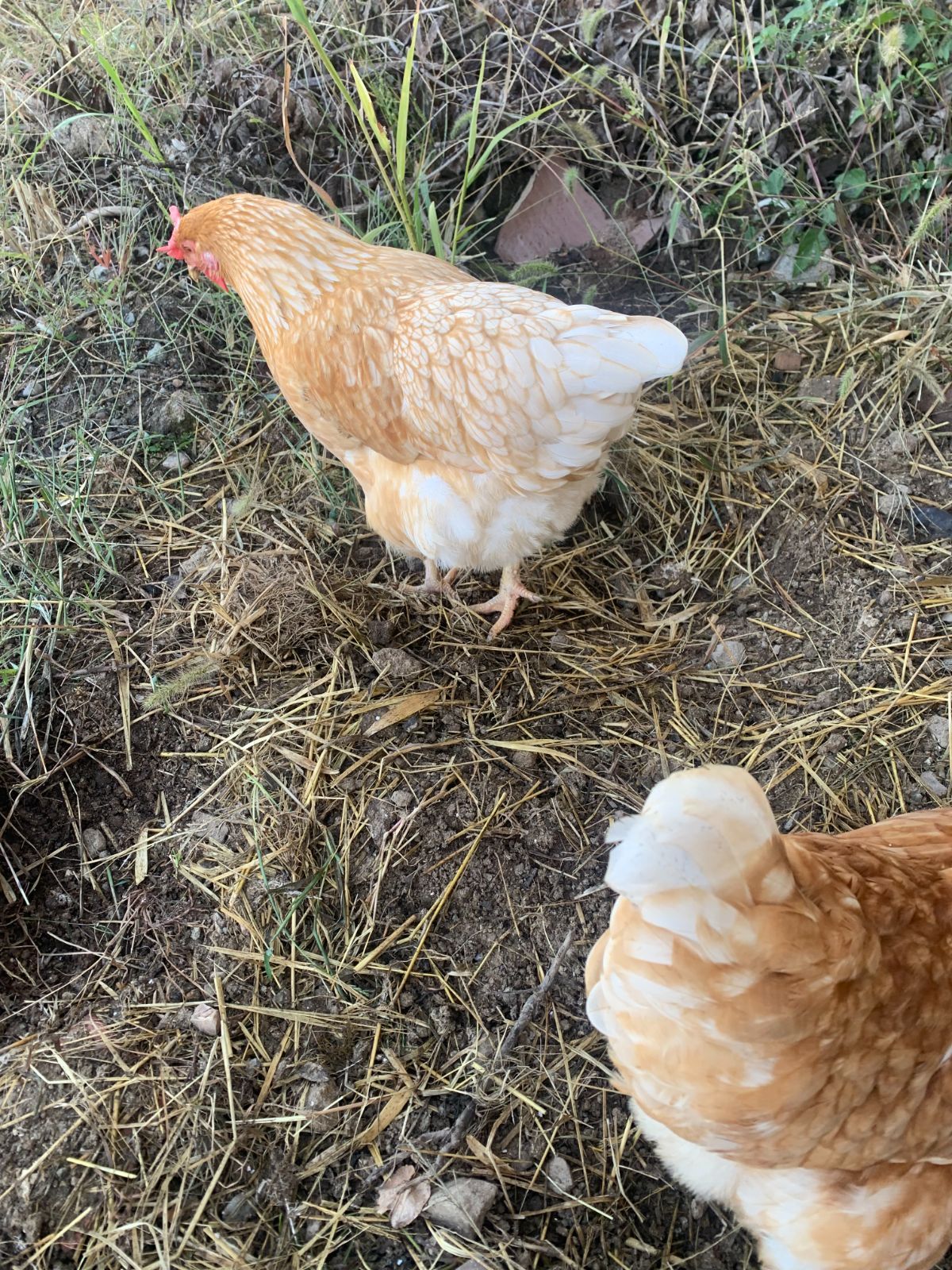 天草大王平飼い有精卵４個【日本最大級の鶏】 - メルカリ