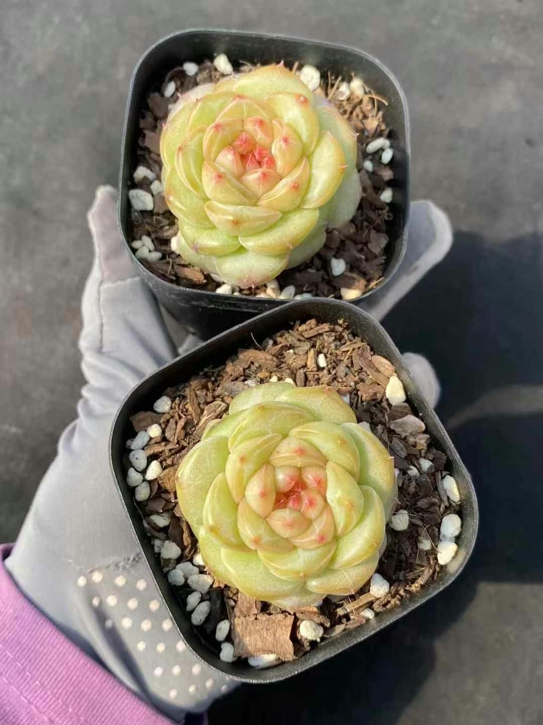 抜き苗 蛍光錦 MY362×12株 ふっくら 多肉植物 エケベリア