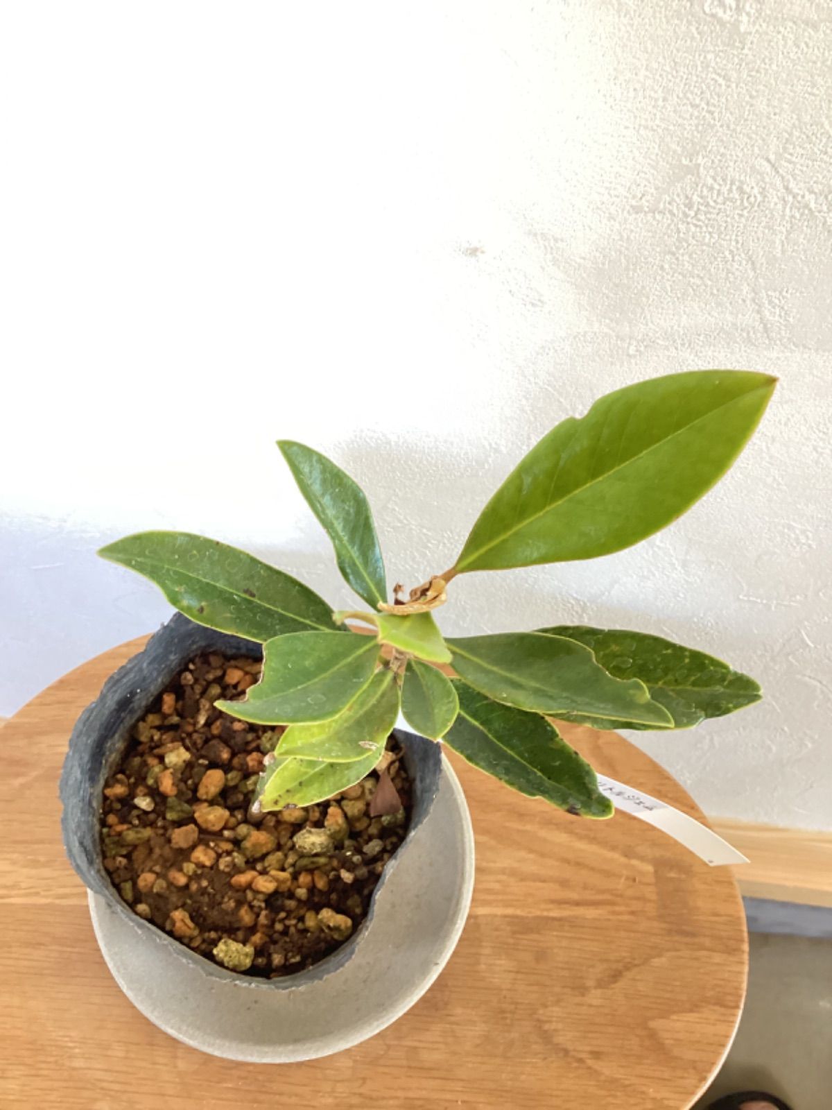 タイサンボク リトルジェム ⑦ 苗・苗木 ☆育て方用紙付き！ ☆ポット