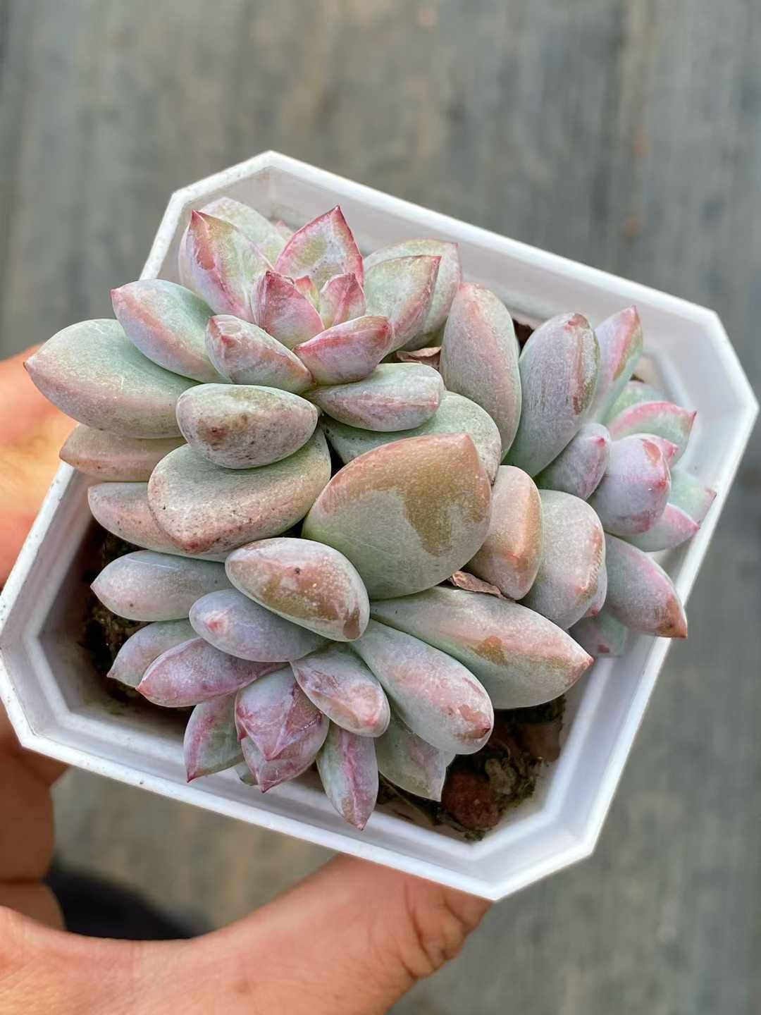 そ*い様 U417 マセル 105苗 多肉植物 土と根付き エケベリア 韓国苗