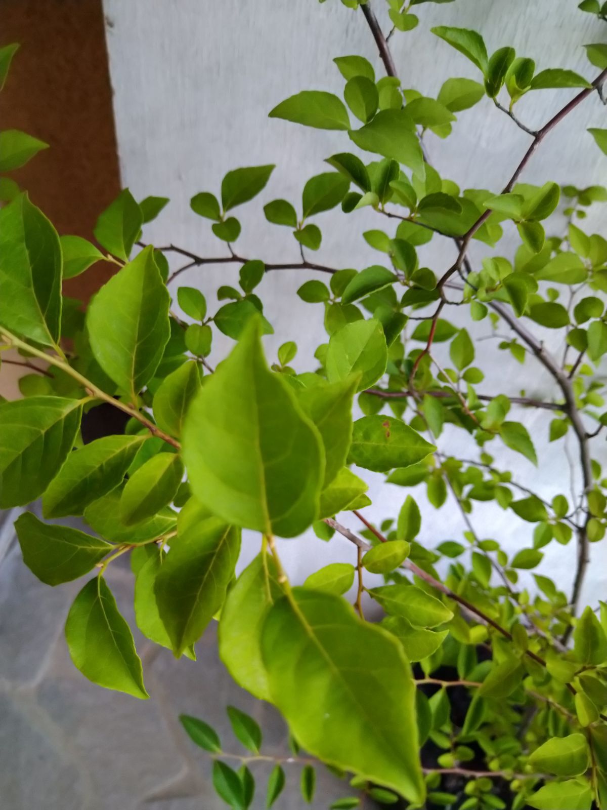 クリアランス エゴノキ株立ち②（ふう様専用ページ） 特大 エゴノキ株