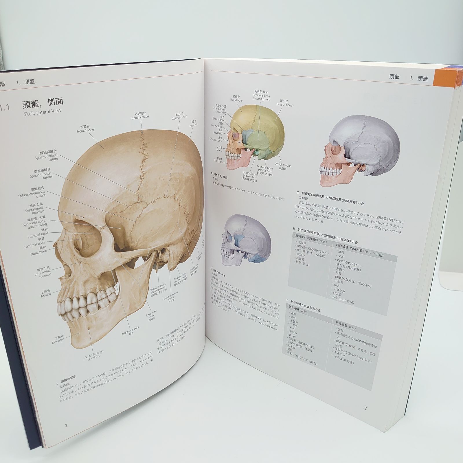 新品未使用 プロメテウス解剖学アトラス 口腔・頭頸部 プロメテウス