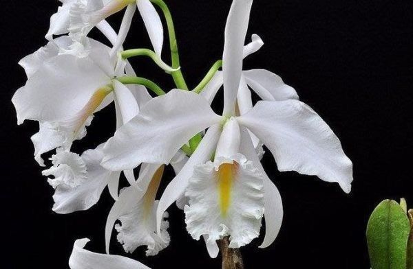 ☆洋蘭☆原種☆C. maxima f.delicata x sib☆カトレア マキシマデリ
