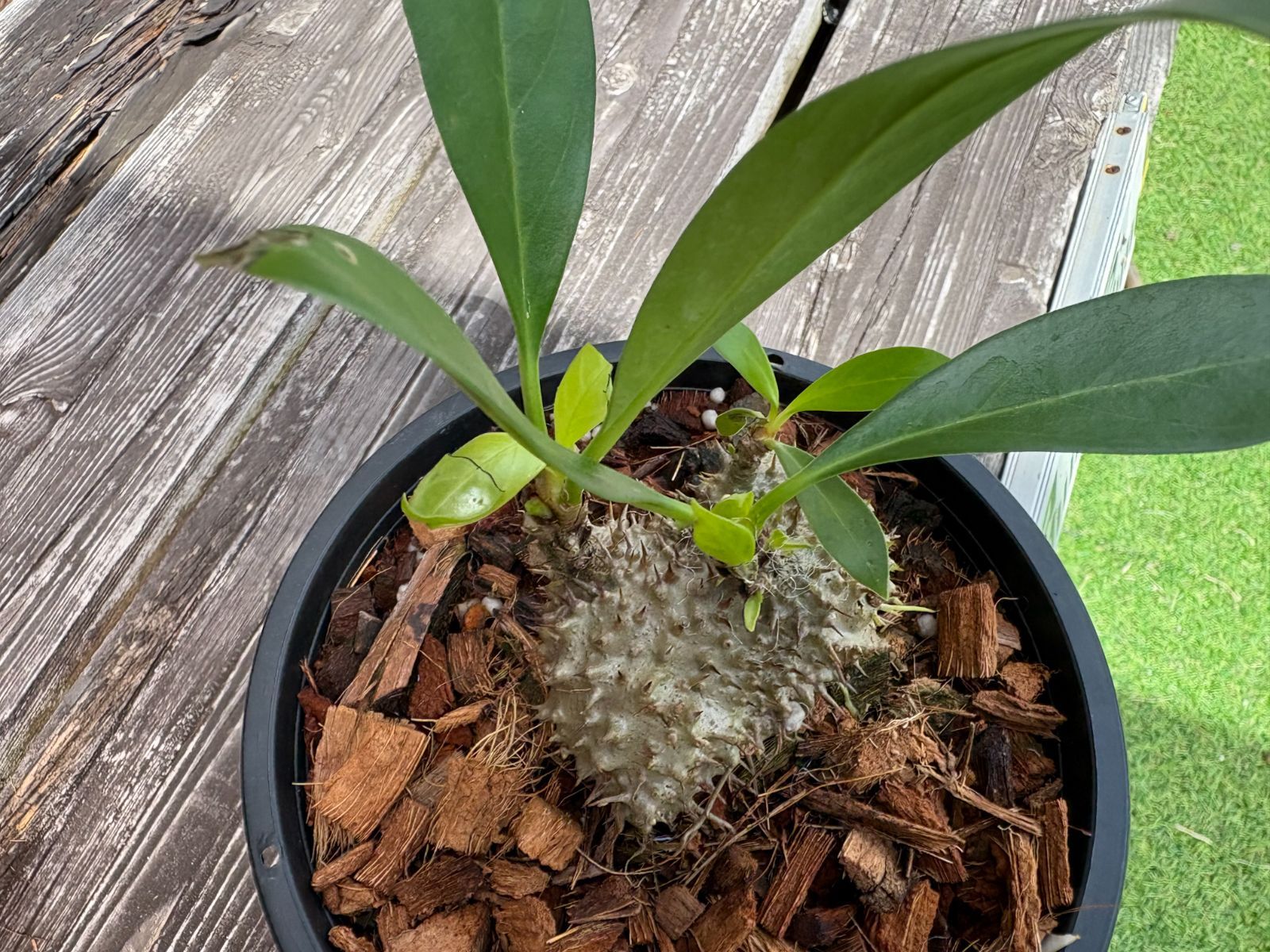 tuberosa papuna