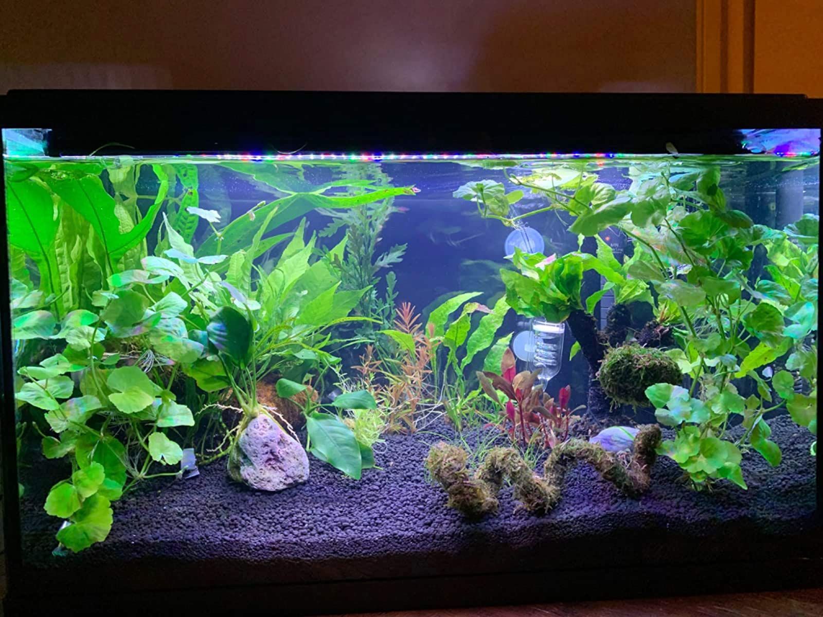 メルカリshops 色 ホワイト タンク用 熱帯魚観賞魚 金魚 水陸両用 防水 淡水 51 7 メルカリshops 色 ホワイト タンク用 熱帯魚観賞魚 金魚 水陸両用 防水 淡水 51 7