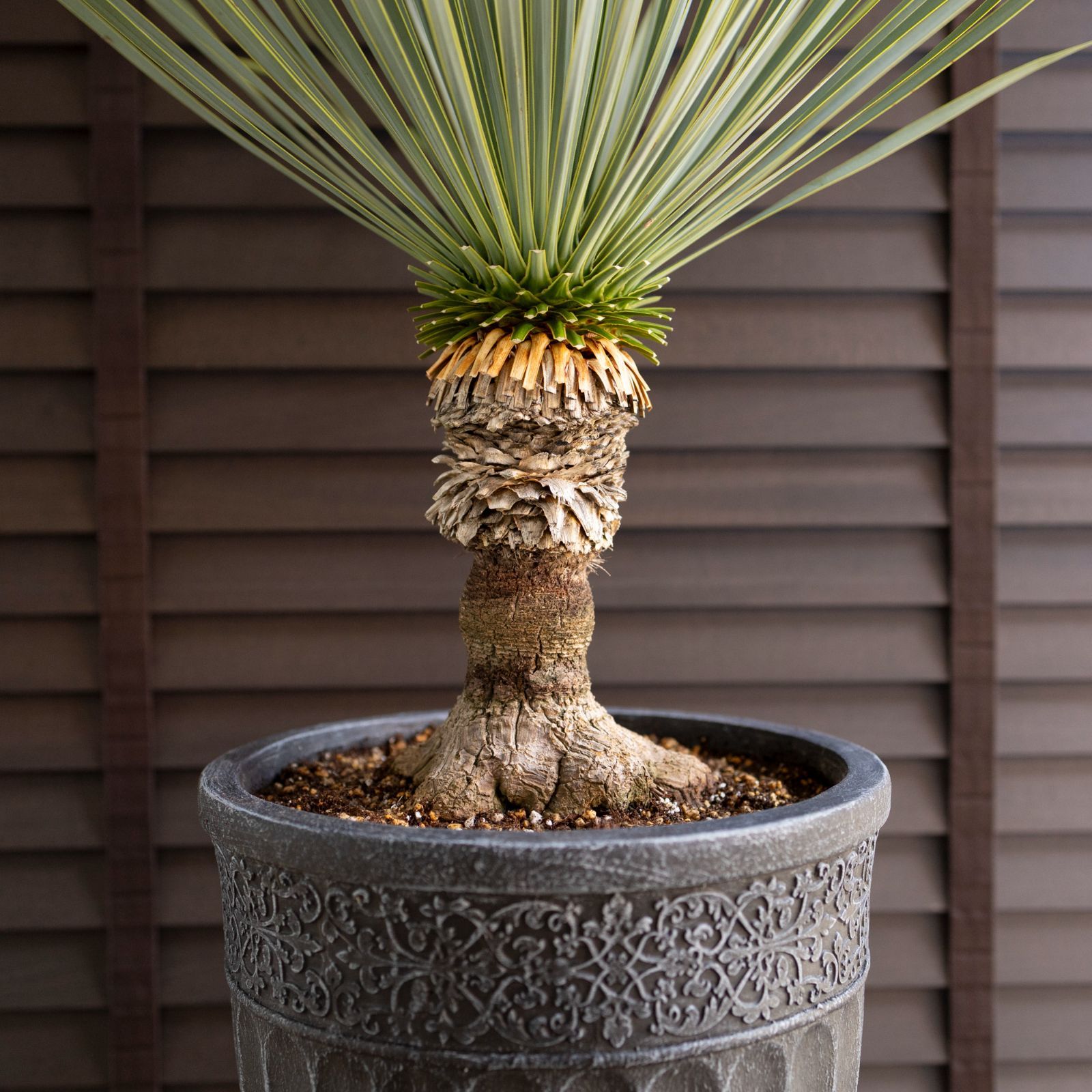 12 ユッカ・ロストラータ 尺鉢 ユッカ・ロストラータ(Aラベル)尺鉢