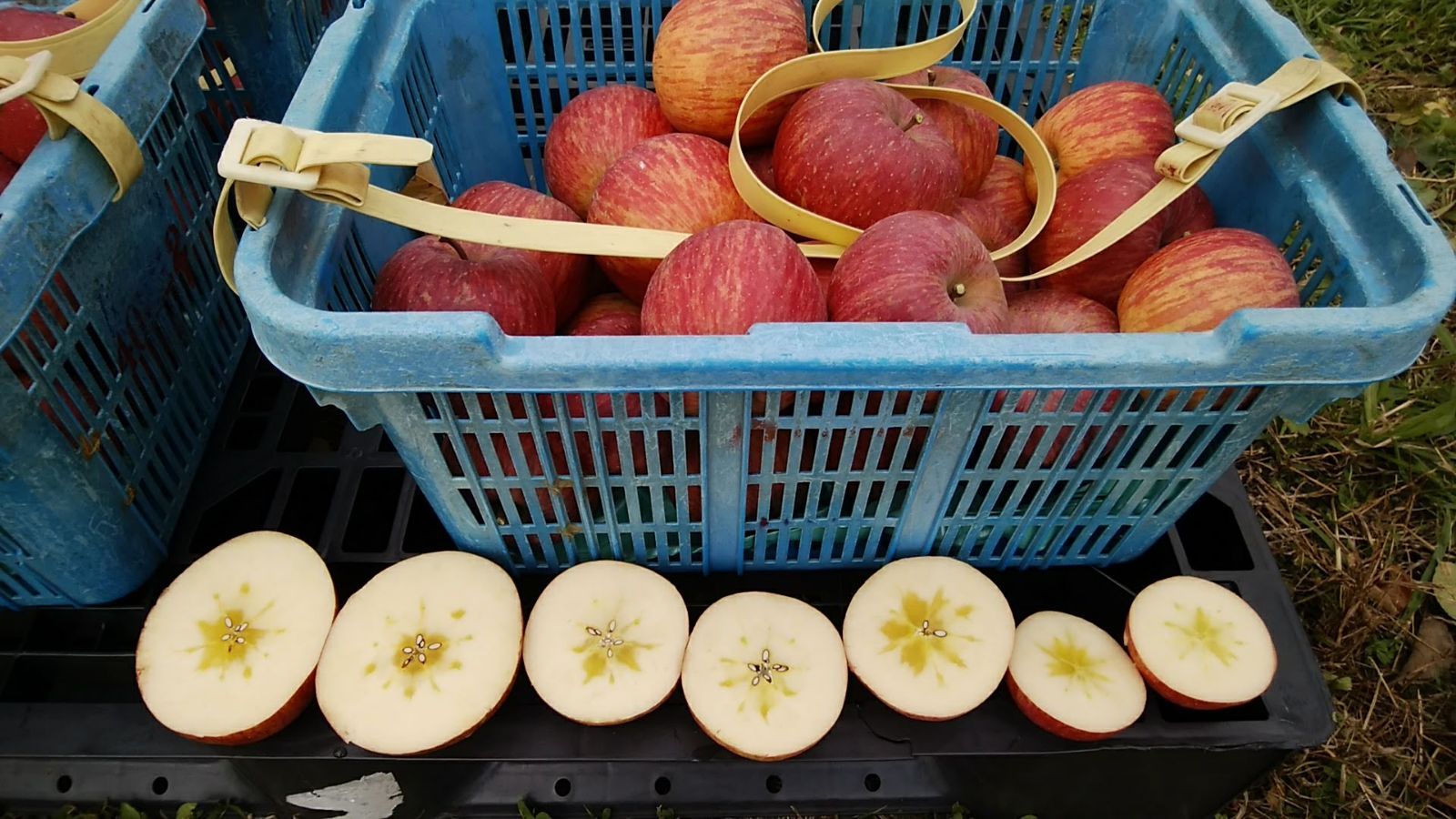 （１２月中旬より）わけありりんごバラ詰め箱込10kg《特別栽培》