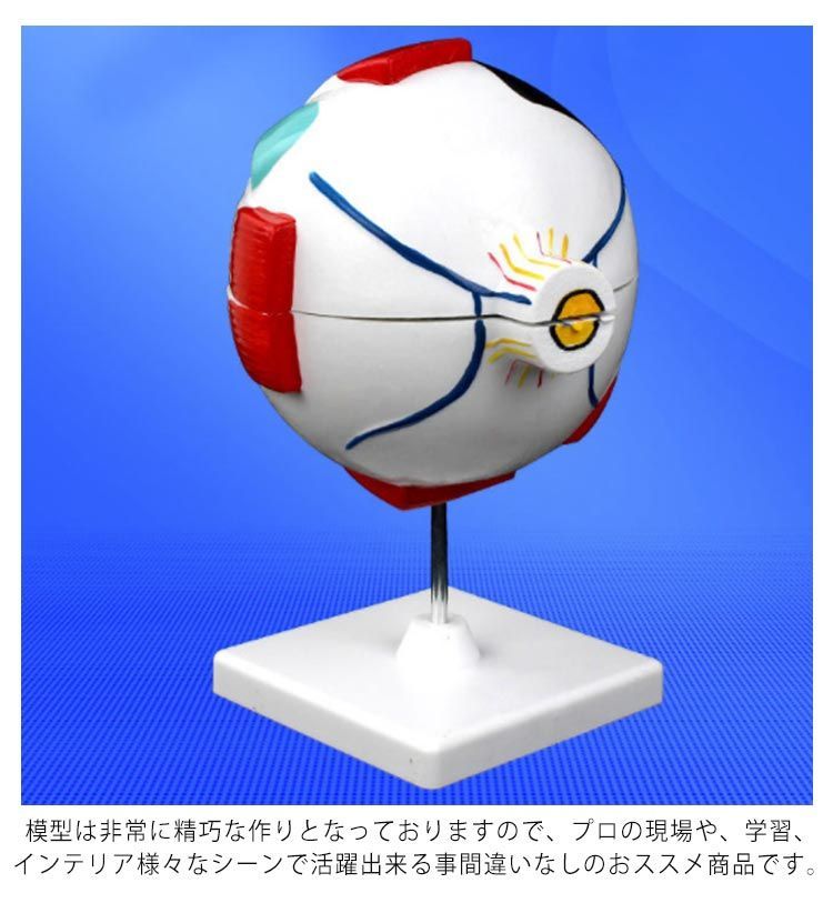 眼球 6倍拡大模型 目玉 眼球 目 眼 眼球モデル 人体模型 立体 解剖学
