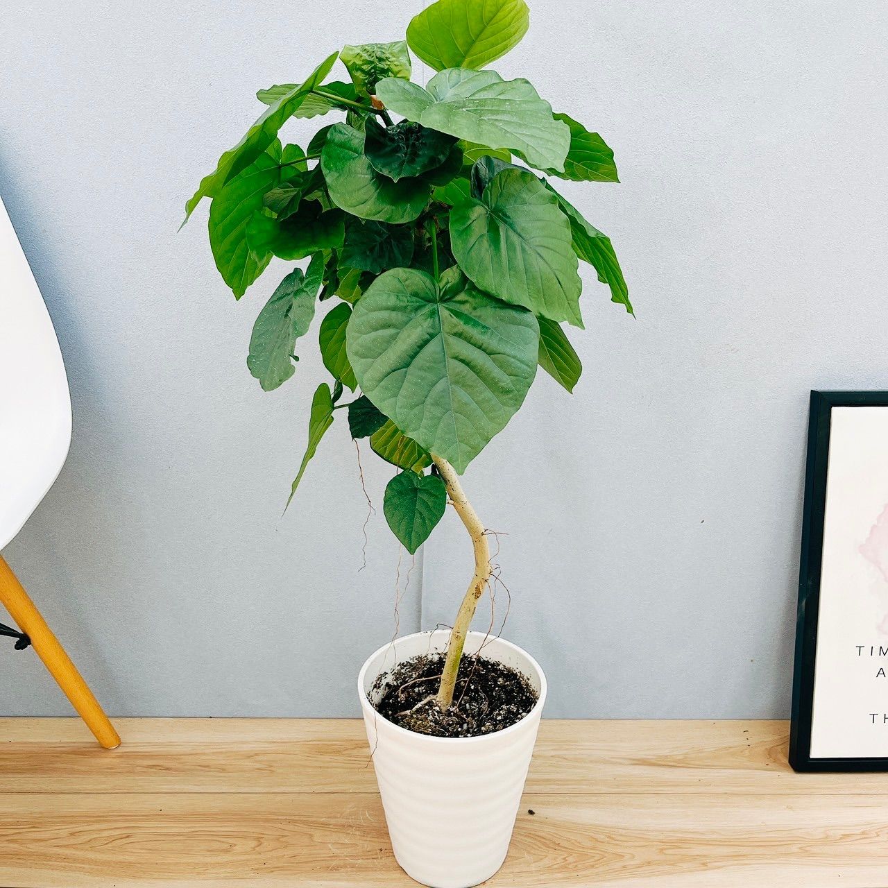 新品 [ mod's hair ] スタイリッシュ コンパクト イオン ヒートブラシ