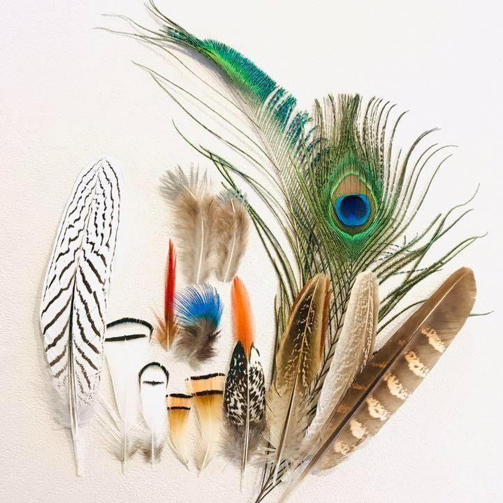 鳥の羽 フライマテリアル 擬似餌 羽 鳥の羽根 鴨 キジ 尾羽 羽根 羽毛