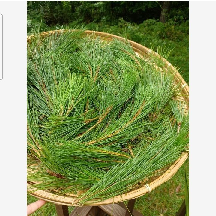 採れたて新鮮♪︎信州軽井沢産 上質赤松松の葉300g 松葉茶松