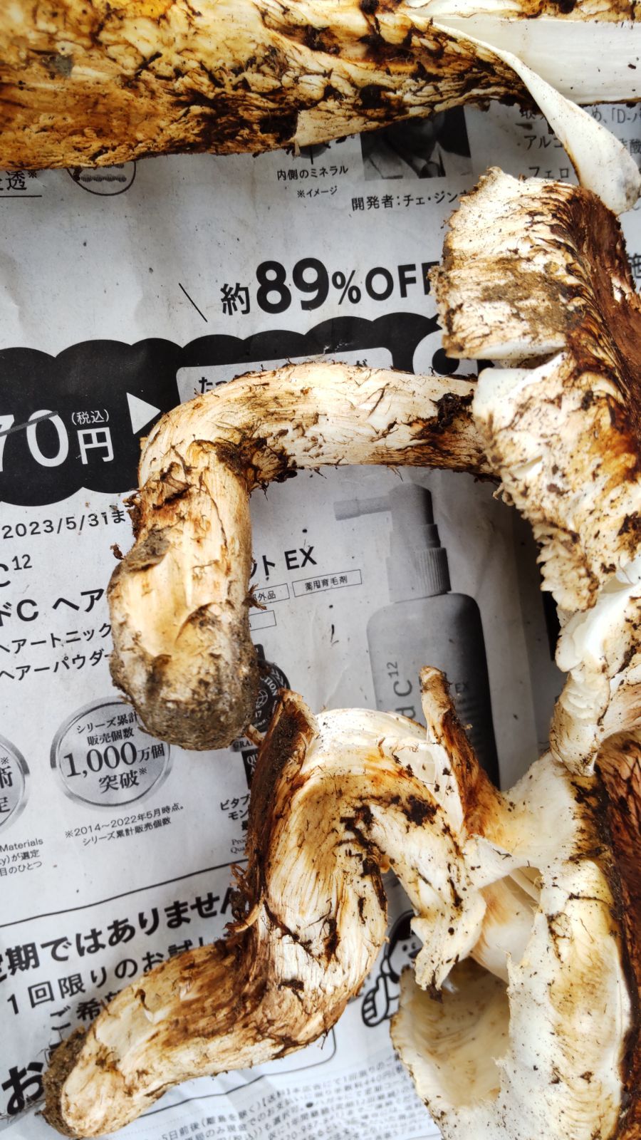 信州産　松茸　200g 楽天市場】長野県産 松茸 200g 国産 長野 香り高い信州産 天然