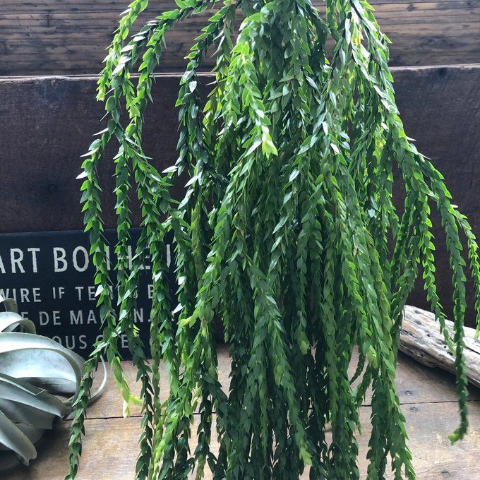 珍奇植物