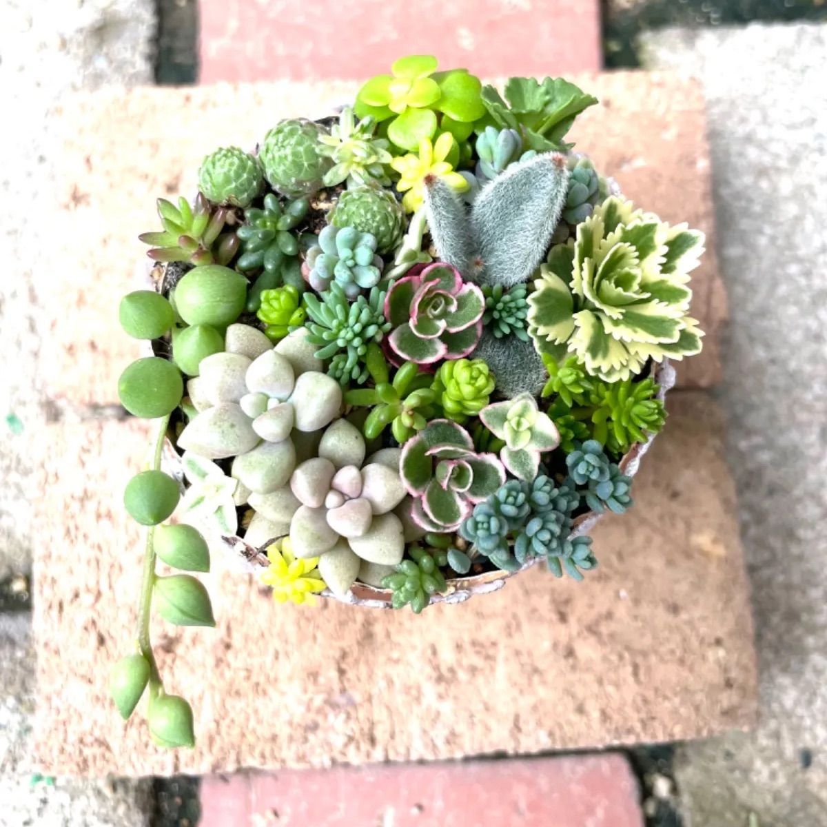 ☆うさぎさん入り☆多肉植物寄せ植えセット25種類！☆レアセダム入り 