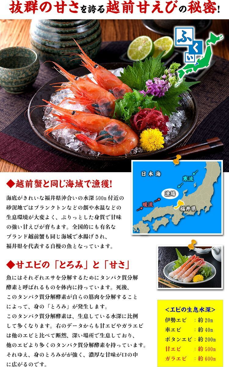 🦐 子持ち越前甘えび500g/約40尾入り【エビ】【えび】【海老】【あまえび】【アマエビ】【甘エビ】【甲羅組】