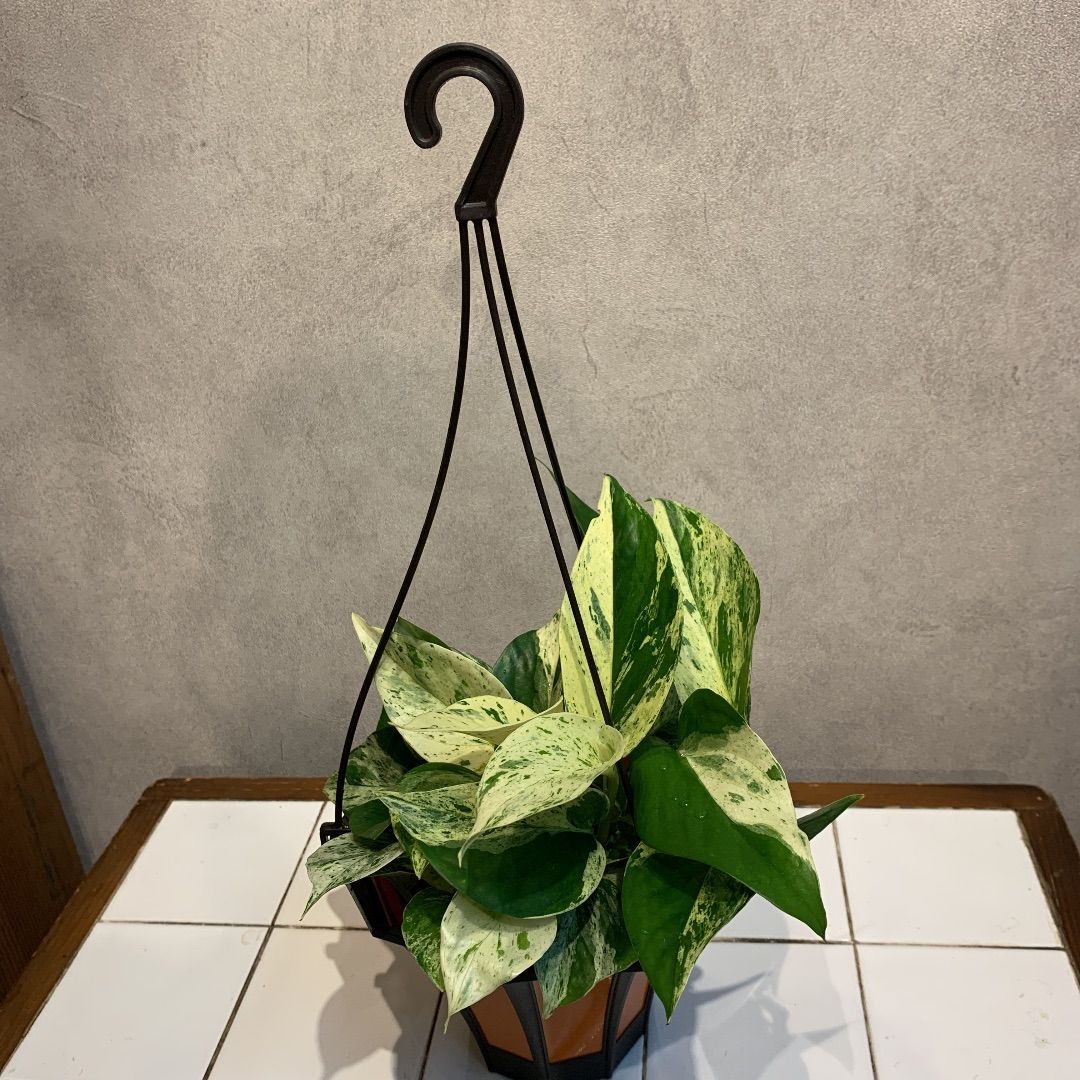 メルカリshops ポトス マーブルクイーン吊り 5号鉢